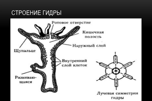 Kraken 16 onion